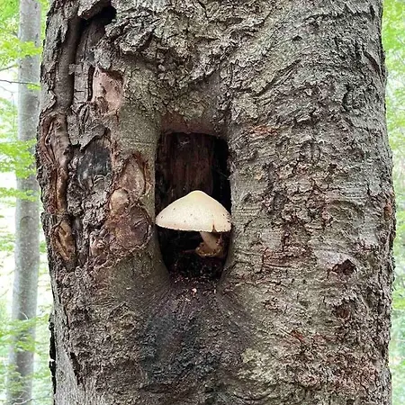 комплекс омайник 度假居 卡洛费尔