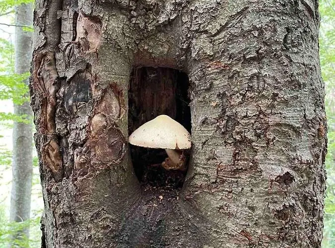 комплекс омайник Ваканционна къща Калофер